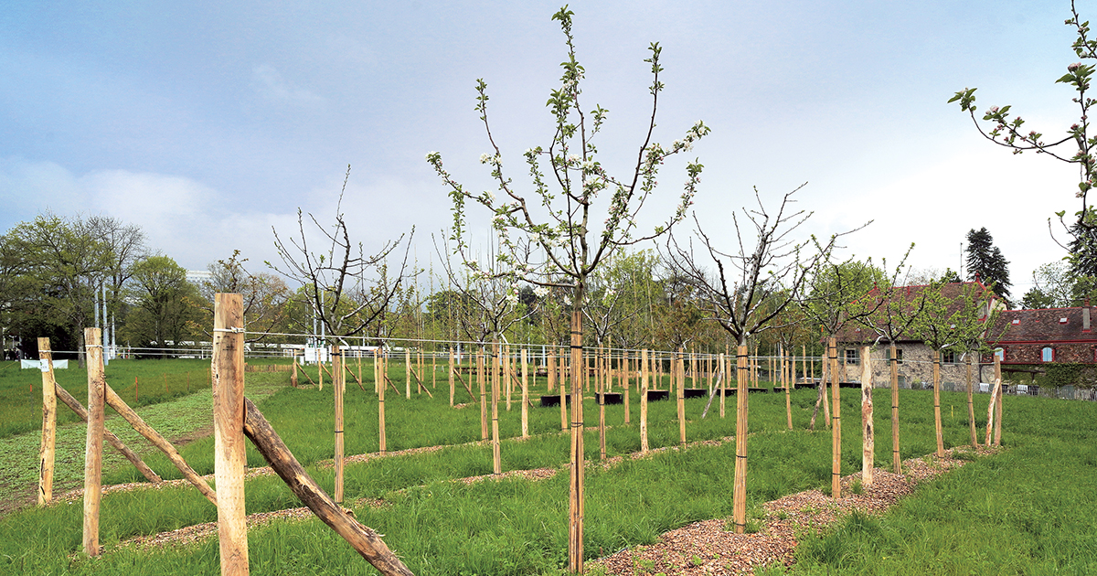 Pépinière urbaine du domaine Rigot. Les arbres seront plantés sur le parcours du futur  prolongement du tram Nations - Grand-Saconnex à Ferney-Voltaire.