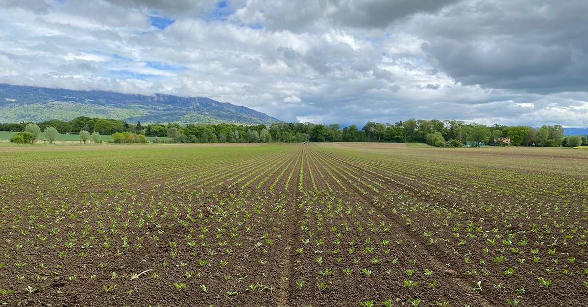 améliorer la qualité des sols cultivés, les adapter au changement climatique et séquestrer du carbone organique.