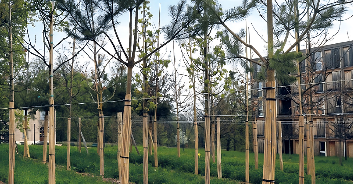 Pépinière urbaine du domaine Rigot. Les arbres seront plantés sur le parcours du futur prolongement du tram Nations - Grand-Saconnex à Ferney-Voltaire.