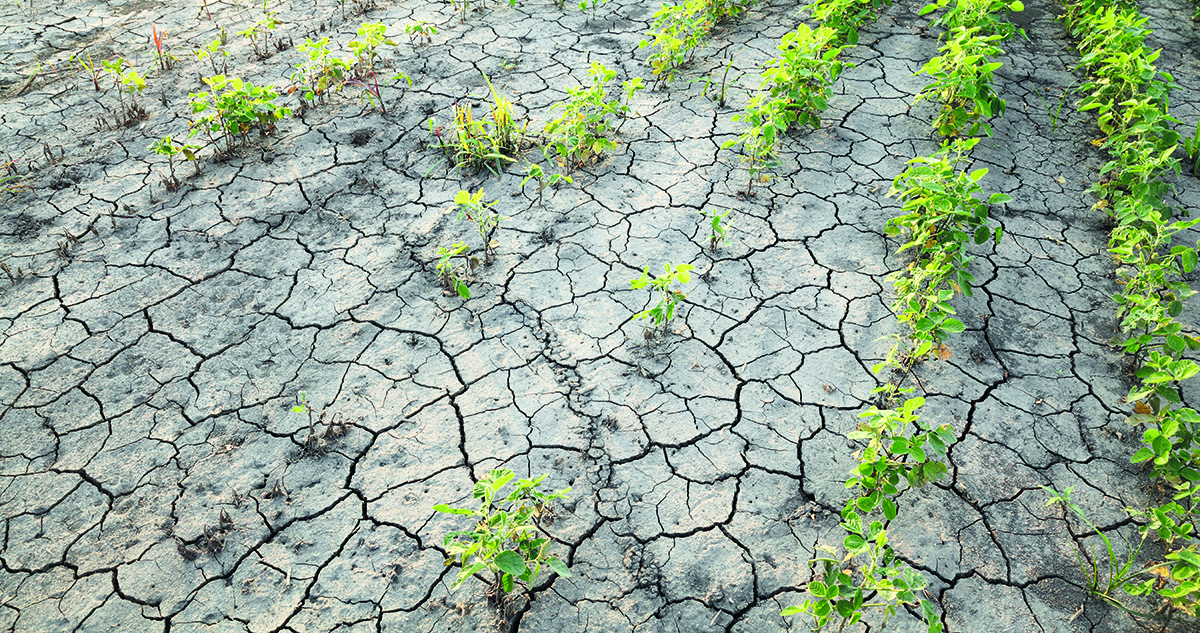 La sécheresse est une des conséquences du réchauffement climatique.