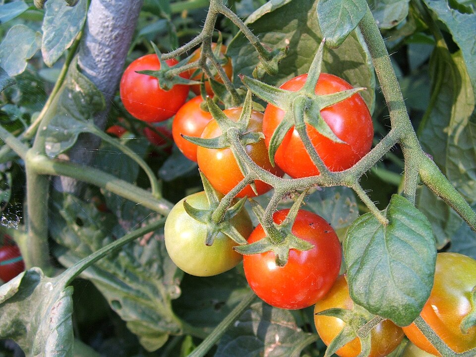On peut détecter quand une tomate a soif en l'