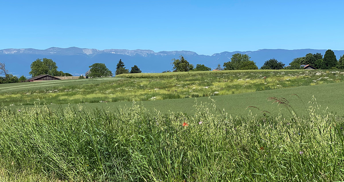 L\u2019agriculture de conservation vise à ménager les sols de manière à leur permettre de se régénérer.