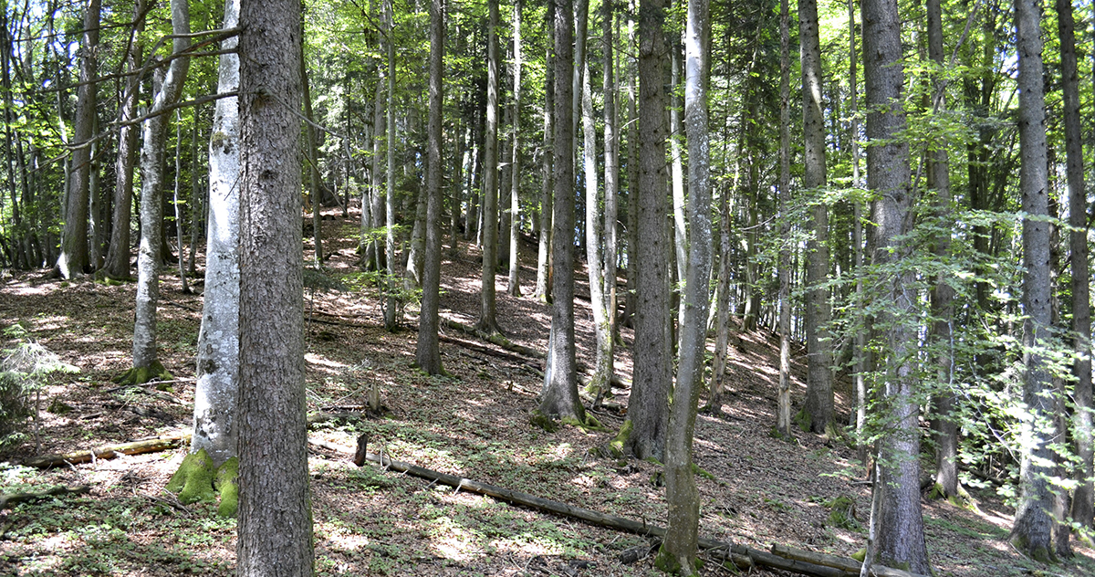 Les propriétaires de forêts sont conscients de leur devoir de les entretenir.