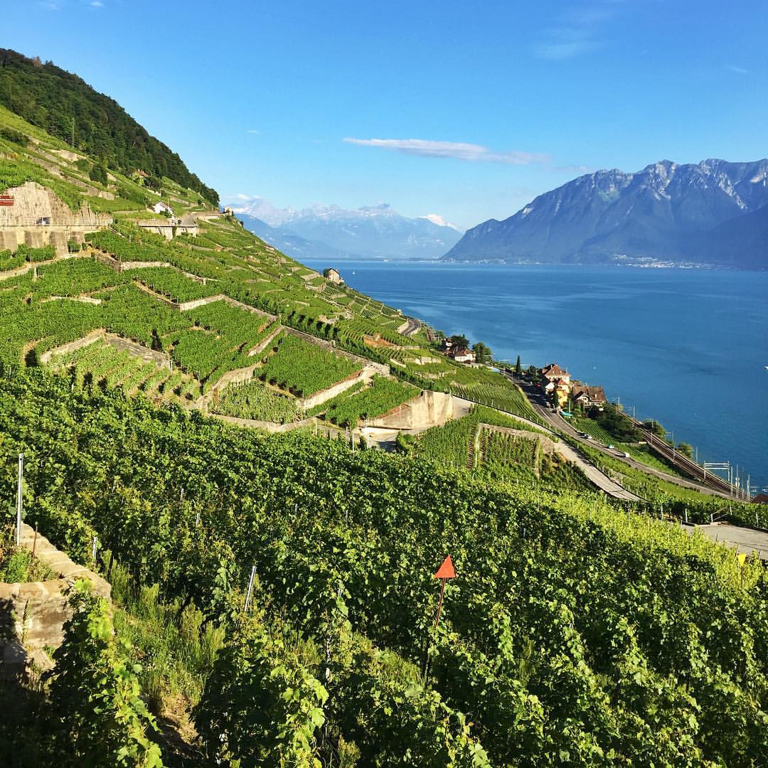 Les cépages traditionnels n'ont aucune résistance naturelle aux maladies fongiques