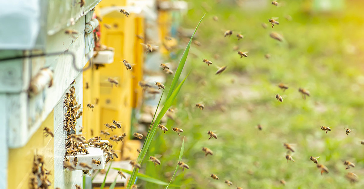 Cette année, le mauvais temps a entravé l’éclosion des fleurs et la pluie a empêché les abeilles de sortir butiner. «Si nous ne les avions pas nourries, une grande partie des colonies seraient mortes avant l’automne», estime Francis Saucy, président de la Société d’apiculture romande.