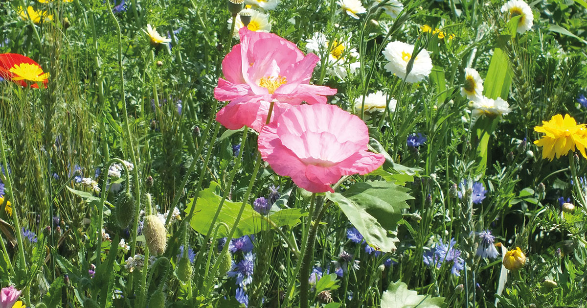 Les agriculteurs suisses s’efforcent de préserver la biodiversité.