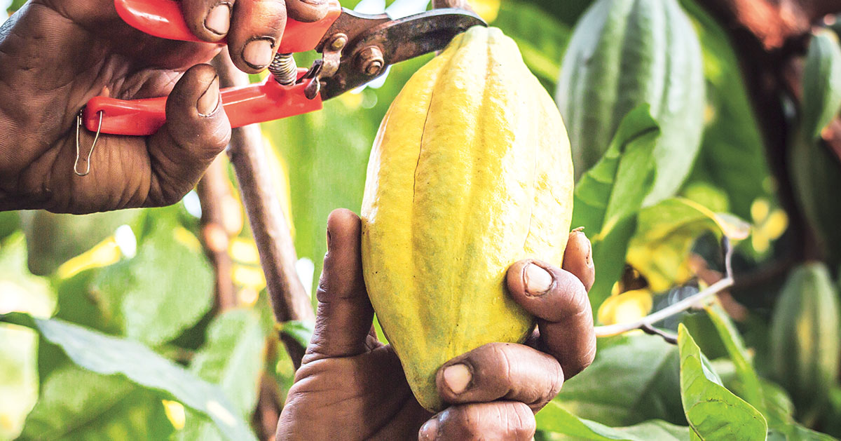 La Côte d'Ivoire est le principal producteur de cacao.