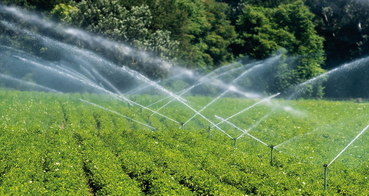 Les arboriculteurs utilisent de l’eau non seulement pour irriguer, mais aussi pour lutter contre le gel.