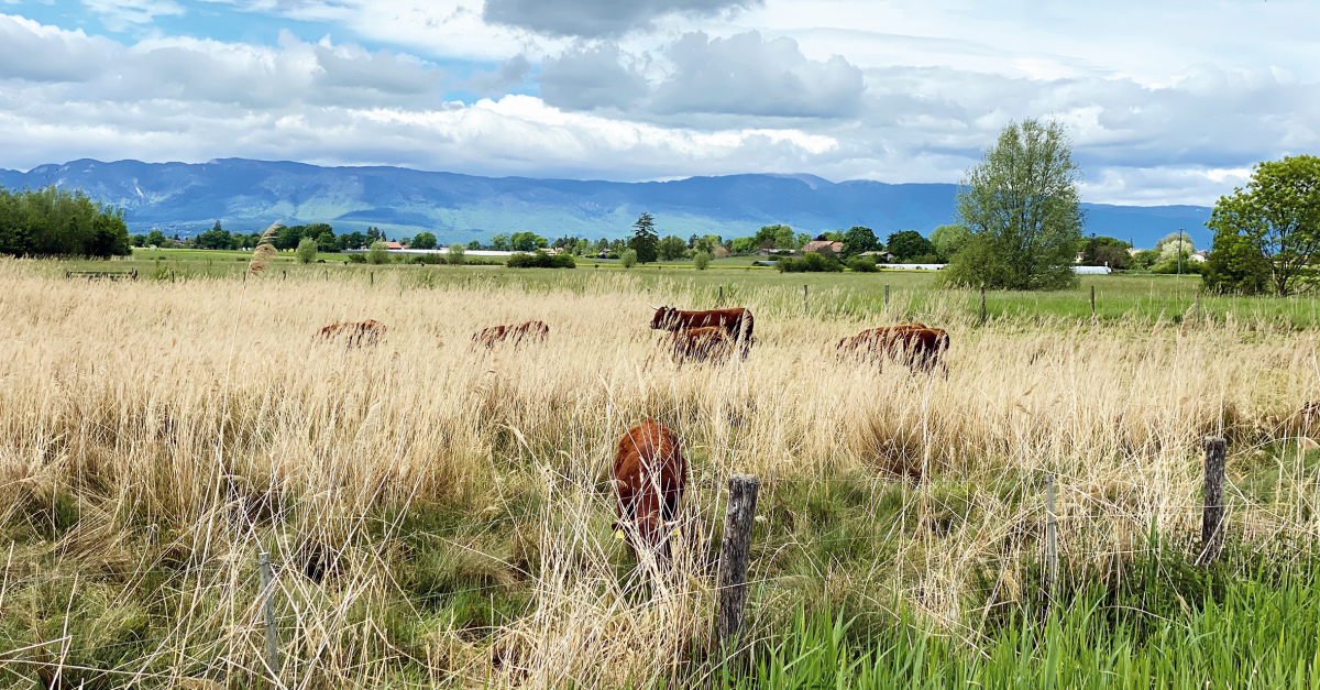 La législation suisse est l’une des plus strictes et des plus détaillées au monde au sujet de la protection des animaux.