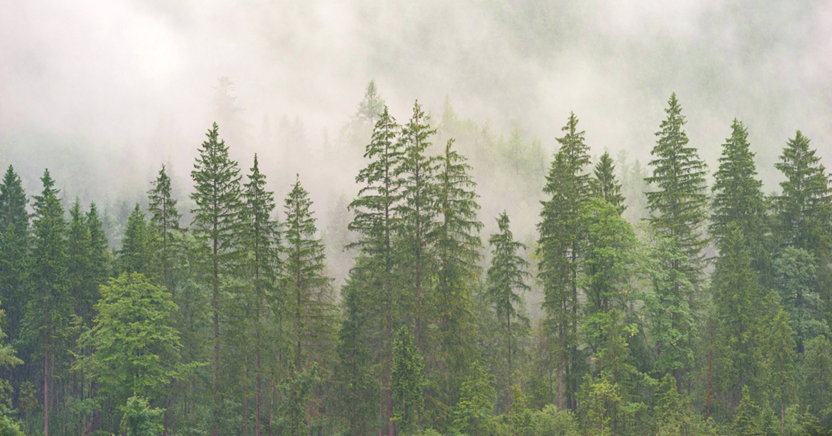 Les forêts suisses subissent le stress des épisodes de chaleur et de sécheresse.