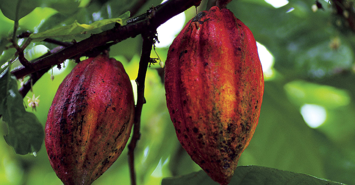 Le cacaoyer est originaire d’Amazonie, où il pousse à l’ombre d’autres arbres. 