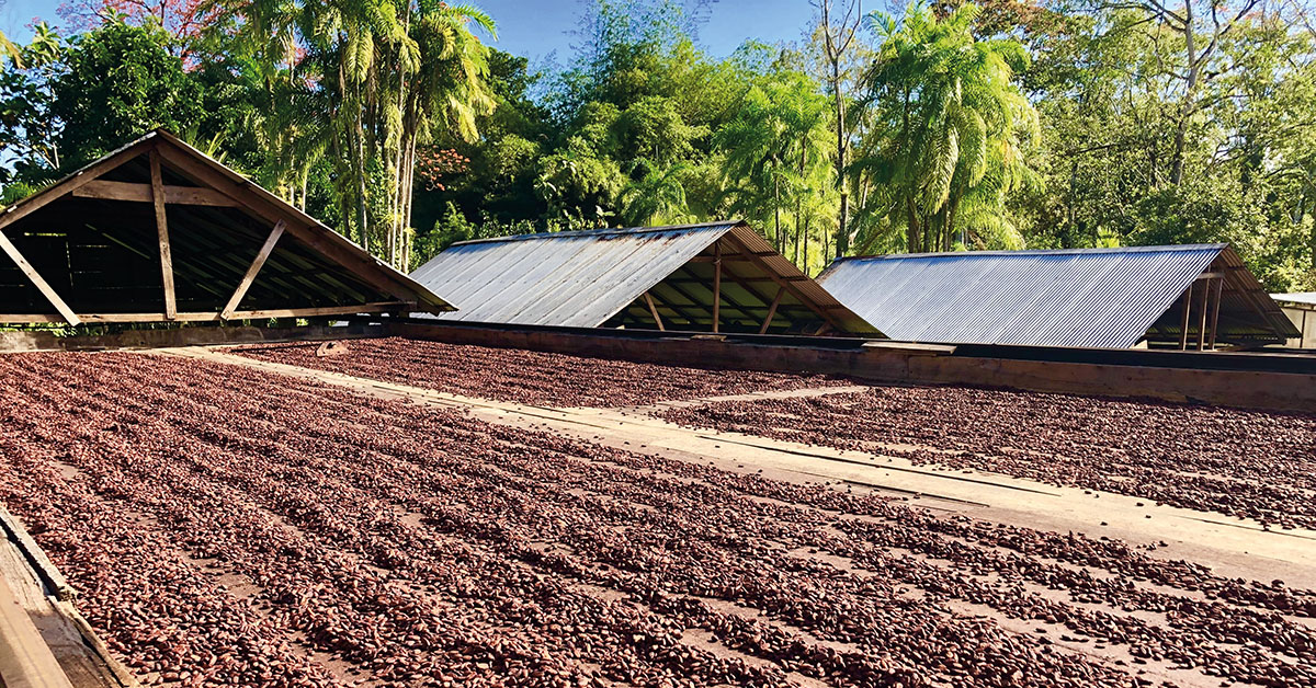 Le processus de transformation comprend plusieurs étapes, dont le broyage et le séchage des fèves de cacao. 