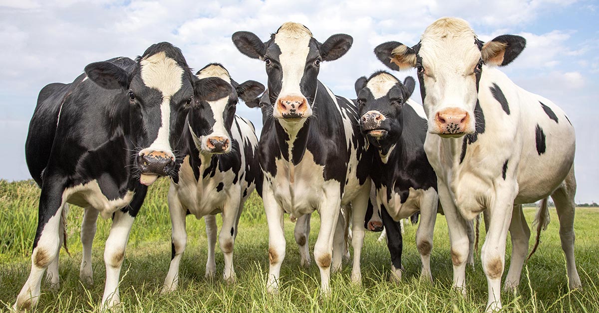 la viande doit-elle être considérée comme une matière première indispensable à l’alimentation?
